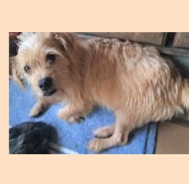 Cachorro ra a SRD-ViraLata idade 2 anos nome Bigodinho 