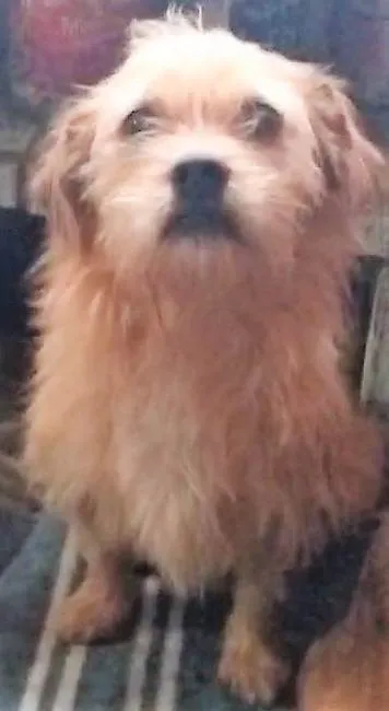 Cachorro ra a SRD-ViraLata idade 2 anos nome Bigodinho 