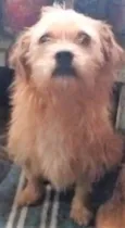 Bigodinho