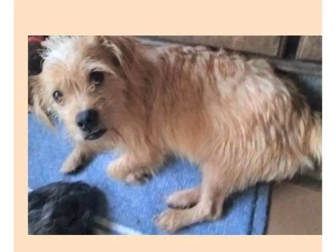 Cachorro ra a SRD-ViraLata idade 2 anos nome Bigodinho 