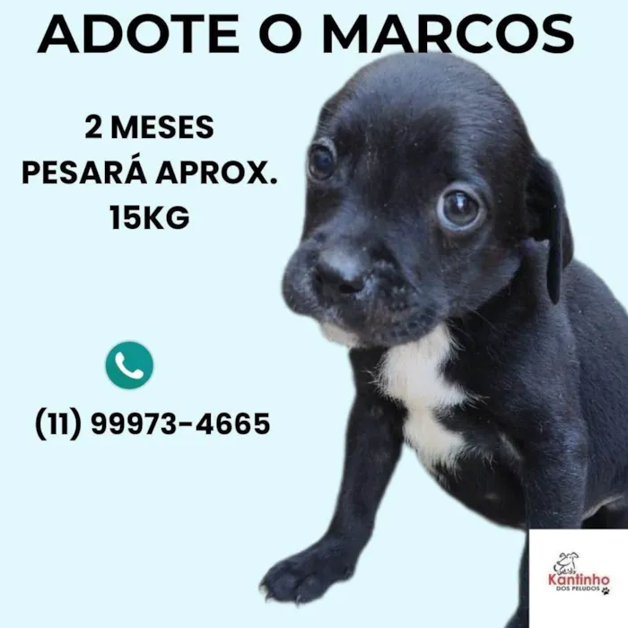 Cachorro ra a SRD-ViraLata idade 2 a 6 meses nome Marcos