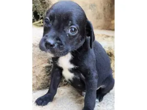 Cachorro raça SRD-ViraLata idade 2 a 6 meses nome Marcos