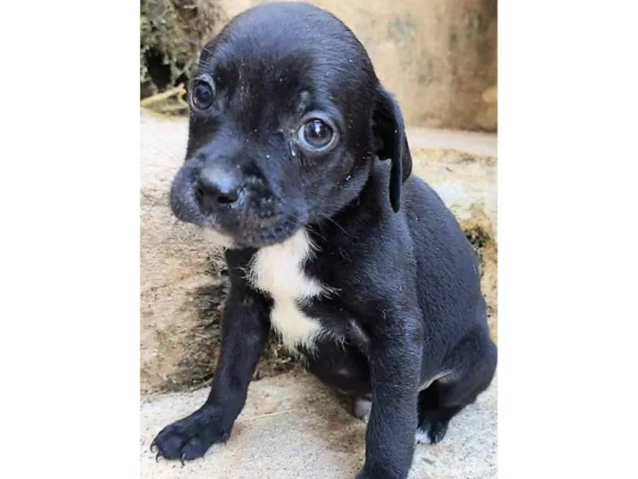 Cachorro ra a SRD-ViraLata idade 2 a 6 meses nome Marcos