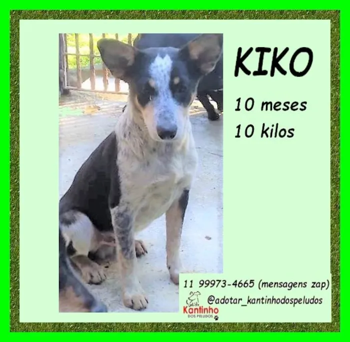 Cachorro ra a SRD-ViraLata idade 7 a 11 meses nome Kiko