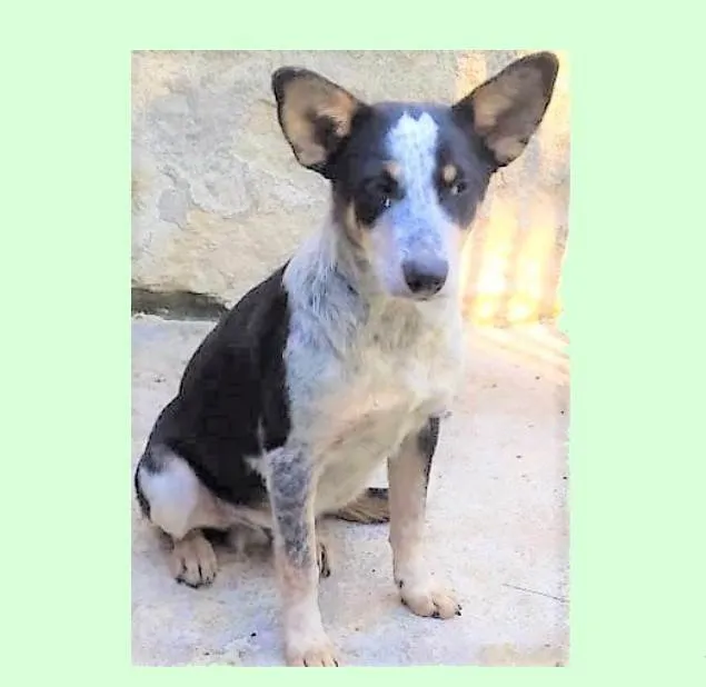 Cachorro ra a SRD-ViraLata idade 7 a 11 meses nome Kiko
