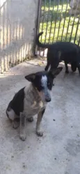 Kiko