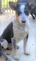 Kiko