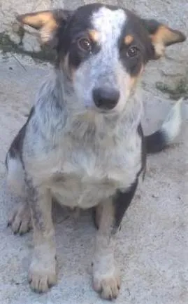 Cachorro ra a SRD-ViraLata idade 7 a 11 meses nome Kiko