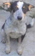 Kiko
