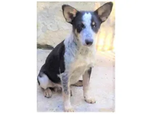 Cachorro raça SRD-ViraLata idade 7 a 11 meses nome Kiko