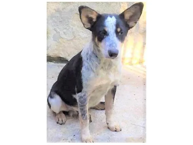 Cachorro ra a SRD-ViraLata idade 7 a 11 meses nome Kiko