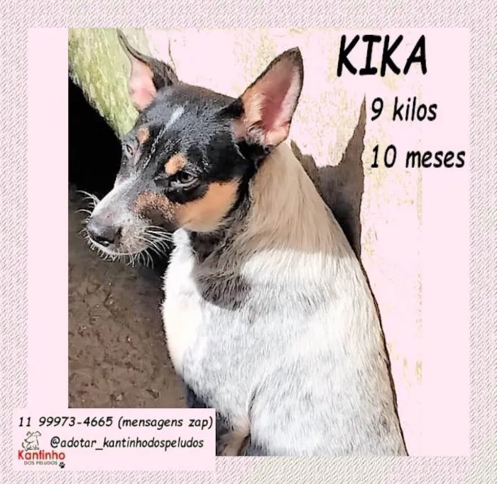 Cachorro ra a SRD-ViraLata idade 7 a 11 meses nome Kika