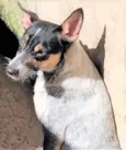 Kika