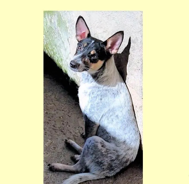 Cachorro ra a SRD-ViraLata idade 7 a 11 meses nome Kika