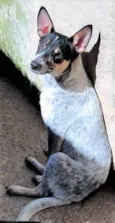 Kika