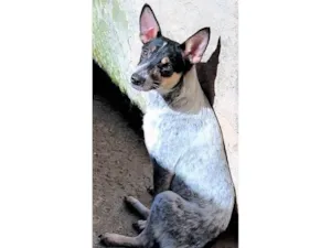 Cachorro raça SRD-ViraLata idade 7 a 11 meses nome Kika
