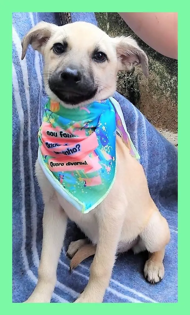 Cachorro ra a SRD-ViraLata idade 2 a 6 meses nome Bela