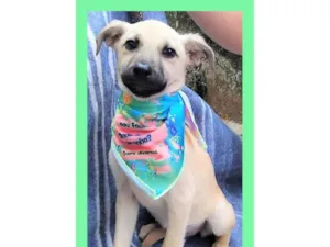Cachorro raça SRD-ViraLata idade 2 a 6 meses nome Bela