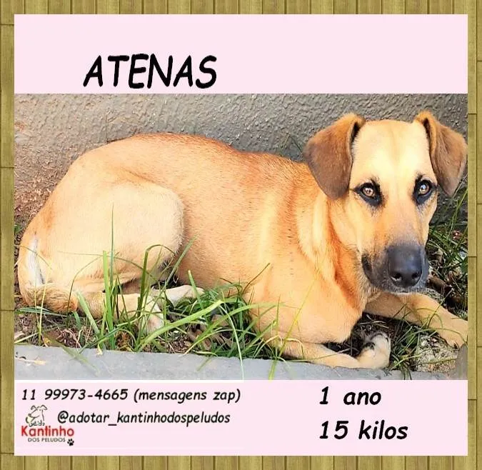 Cachorro ra a SRD-ViraLata idade 1 ano nome Atenas