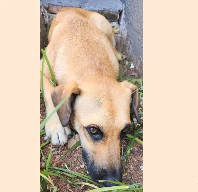 Cachorro ra a SRD-ViraLata idade 1 ano nome Atenas
