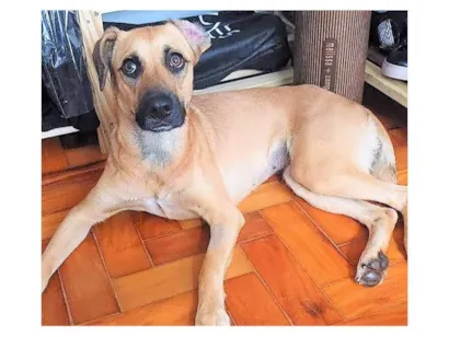 Cachorro raça SRD-ViraLata idade 1 ano nome Atenas
