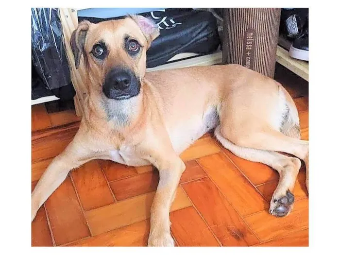 Cachorro ra a SRD-ViraLata idade 1 ano nome Atenas