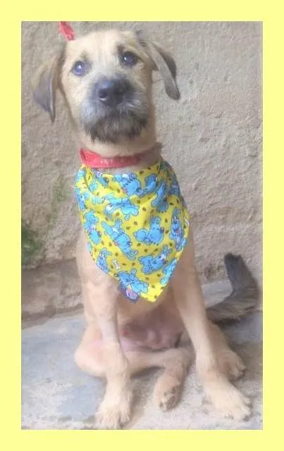 Cachorro ra a SRD-ViraLata idade 1 ano nome Astor 