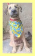 Astor