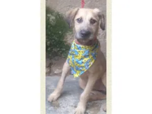 Cachorro raça SRD-ViraLata idade 1 ano nome Astor 