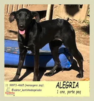 Cachorro raça SRD-ViraLata idade 1 ano nome Alegria