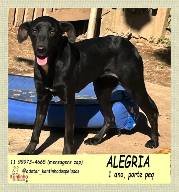 Cachorro ra a SRD-ViraLata idade 1 ano nome Alegria