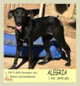 Alegria