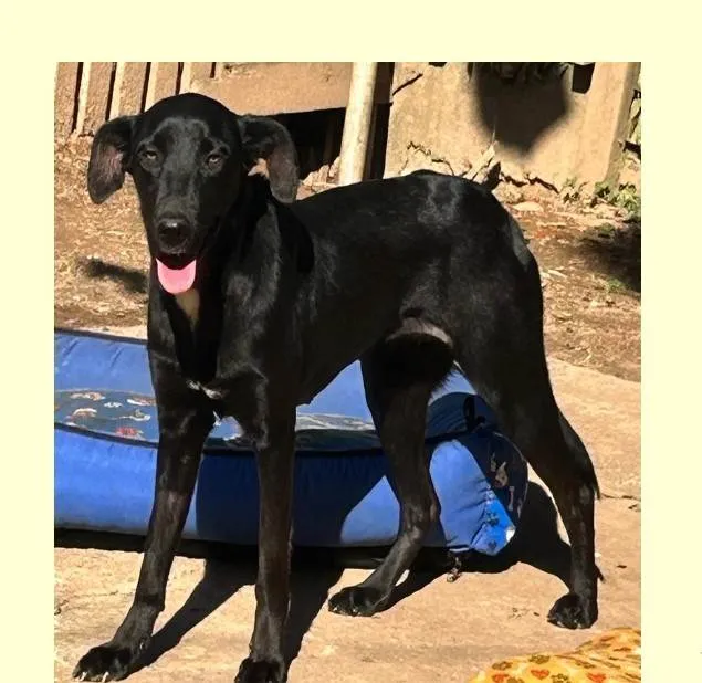 Cachorro ra a SRD-ViraLata idade 1 ano nome Alegria