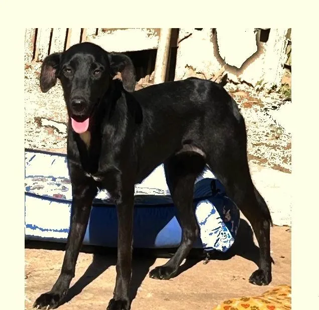 Cachorro ra a SRD-ViraLata idade 1 ano nome Alegria
