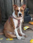 Bolinha