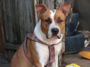 Cachorro raça Pit-Bull idade 6 ou mais anos nome Bolinha