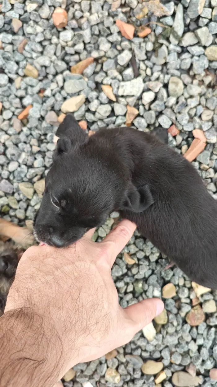 Cachorro ra a SRD-ViraLata idade 2 a 6 meses nome Não tem 