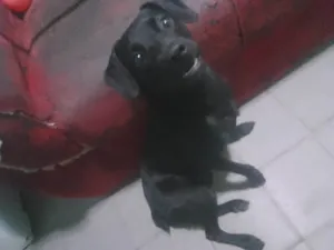 Cachorro raça SRD-ViraLata idade 7 a 11 meses nome Zeus