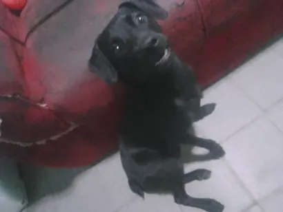Cachorro raça SRD-ViraLata idade 7 a 11 meses nome Zeus