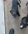 Pertinho
