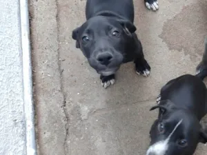 Cachorro raça SRD-ViraLata idade 2 a 6 meses nome Pertinho 