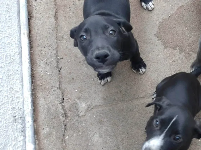 Cachorro ra a SRD-ViraLata idade 2 a 6 meses nome Pertinho 
