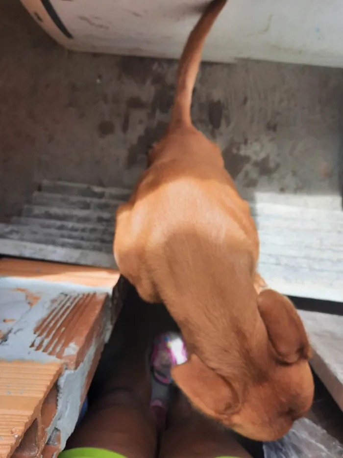 Cachorro ra a SRD-ViraLata idade 5 anos nome Chesw