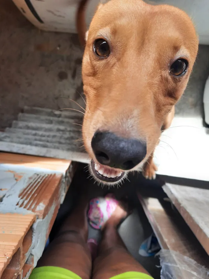 Cachorro ra a SRD-ViraLata idade 5 anos nome Chesw