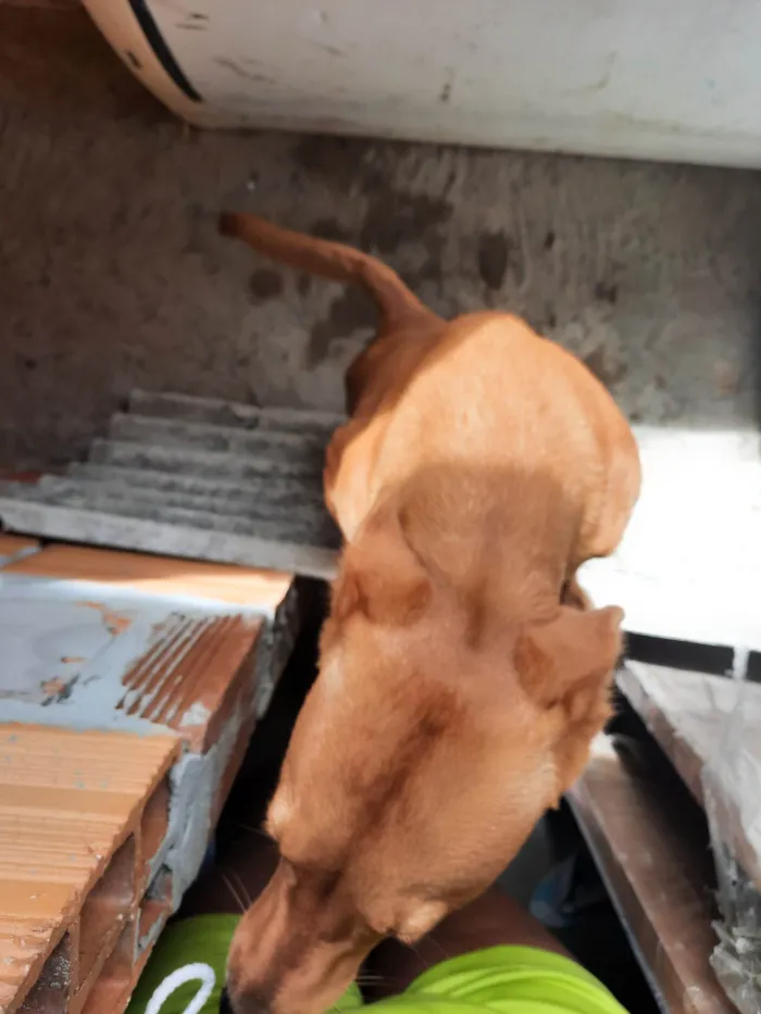 Cachorro ra a SRD-ViraLata idade 5 anos nome Chesw