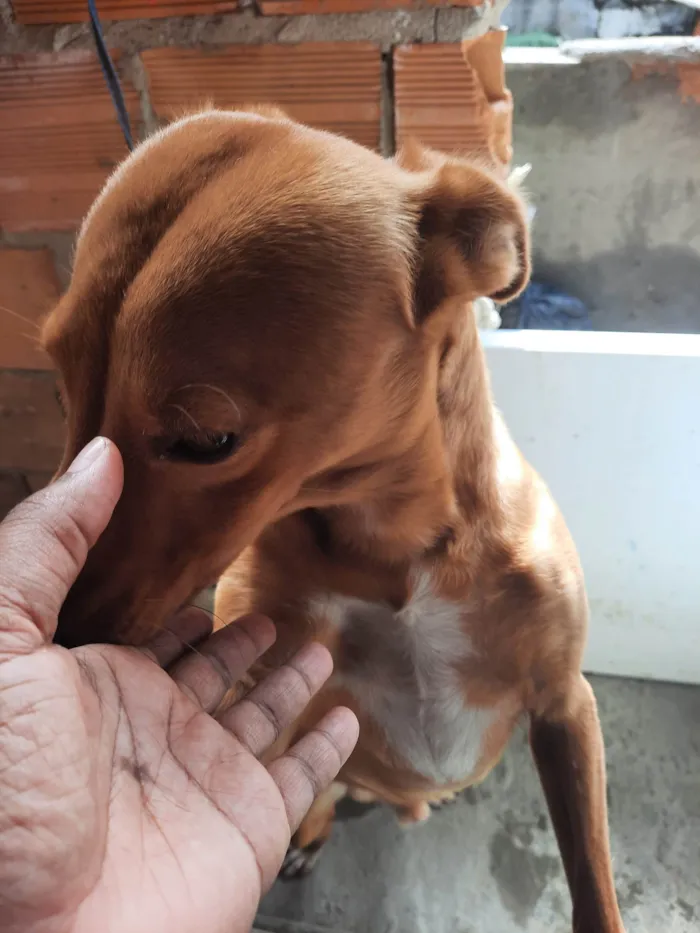 Cachorro ra a SRD-ViraLata idade 5 anos nome Chesw
