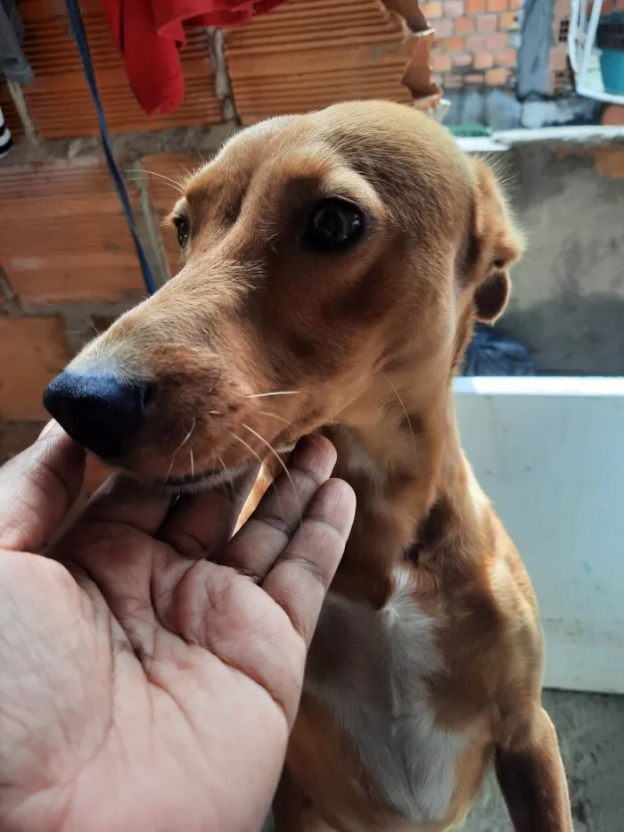 Cachorro ra a SRD-ViraLata idade 5 anos nome Chesw