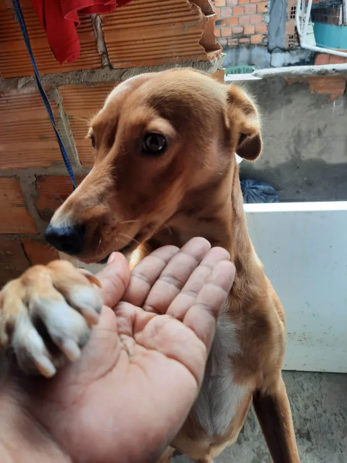 Cachorro ra a SRD-ViraLata idade 5 anos nome Chesw