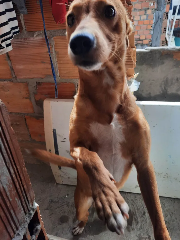 Cachorro ra a SRD-ViraLata idade 5 anos nome Chesw