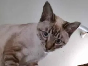 Gato raça SRD-ViraLata idade 2 a 6 meses nome MARIETA MIX